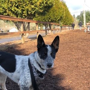 Meet your Posher, Lily